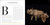National Geographic Photo Ark Babies (Growing Up in the Animal World) by Joel Sartore, 9781426224065