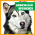Siberian Huskies - 9781624967863 by Nadia Higgins, Dana Flemming, 9781624967863
