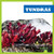 Tundras by Nadia Higgins, 9781620316825 Tundras by Nadia Higgins, 9781620316825