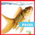 Peces (Fish) (Spanish Edition) - 9781620316405 by Erica Donner, 9781620316405