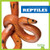 Reptiles (Reptiles) (Spanish Edition) - 9781620316412 by Erica Donner, 9781620316412