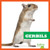 Gerbils by Vanessa Black, 9781620315514