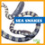 Sea Snakes - 9781620313855 by Vanessa Black, 9781620313855