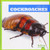 Cockroaches - 9781620311615 by Mari Schuh