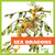 Sea Dragons by Cari Meister, 9781620311011
