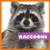 Raccoons - 9781620310724 by Martha E. H. Rustad, 9781620310724
