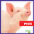 Pigs - 9781620316320 by Wendy Strobel Dieker, 9781620316320