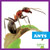 Ants - 9781620314661 by Mari Schuh, 9781620314661