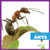 Ants - 9781620314661 by Mari Schuh, 9781620314661