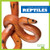 Reptiles - 9781620315958 by Erica Donner, 9781620315958