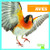 Aves (Birds) (Spanish Edition) - 9781620316436 by Erica Donner, 9781620316436
