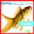 Peces (Fish) (Spanish Edition) - 9781620316467 by Erica Donner, 9781620316467