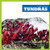 Tundras - 9781620317358 by Nadia Higgins, 9781620317358