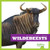 Wildebeests - 9781641285643 by Penelope S. Nelson, 9781641285643