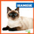 Siamese - 9781645274551 by Cameron L. Woodson, 9781645274551