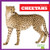 Cheetahs - 9781645277170 by Marie Brandle, 9781645277170