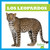 Los leopardos (Leopards) by Marie Brandle, 9781645278702