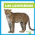 Los leopardos (Leopards) (Spanish Edition) by Marie Brandle, 9781645278702