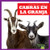 Cabras en la granja (Goats on the Farm) (Spanish Edition) by Bizzy Harris, 9781645278788