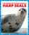Harp Seals - 9781636900544 by Mari Schuh, 9781636900544
