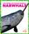 Narwhals - 9781636900605 by Mari Schuh, 9781636900605