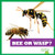 Bee or Wasp? - 9781636903378 by Adeline J. Zimmerman, 9781636903378