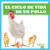El ciclo de vida de un pollo (A Chicken's Life Cycle) (Spanish Edition) by Jamie Rice, 9798885240116