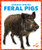Feral Pigs by Alicia Z. Klepeis, 9781636907956