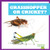 Grasshopper or Cricket? by Jamie Rice, 9798885241649