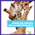 Crías de jirafa en la naturaleza (Giraffe Calves in the Wild) (Spanish Edition) - 9798885242349 by Marie Brandle, 9798885242349