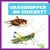 Grasshopper or Cricket? - 9798885241656 by Jamie Rice, 9798885241656