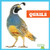 Quails by Rachel Grack, 9798892131162