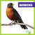 Robins - 9798892131193 by Rachel Grack, 9798892131193