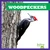 Woodpeckers - 9798892131223 by Rachel Grack, 9798892131223