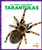 Tarantulas - 9798892136211 by Becca Becker, 9798892136211