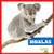 Koalas - 9798892135191 by Natalie Deniston, 9798892135191