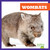 Wombats - 9798892135313 by Natalie Deniston, 9798892135313