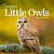 Audubon Little Owls Mini Wall Calendar 2026 by Workman Calendars, 9781523531042 Audubon Little Owls Mini Wall Calendar 2026 by Workman Calendars, 9781523531042