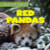 Red Pandas - 9781482471236 by Kristen Rajczak Nelson, 9781482471236