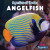 Angelfish - 9781499451405 by Theresa Emminizer, 9781499451405