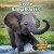 Little Elephants by Madison Parker, 9781978574113