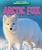 Arctic Fox - 9798895774670 by Rachel Rose, 9798895774670
