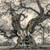 Oak (From Seed to Ancient Tree) by Beth Moon, Todd Forrest, 9780789215185