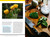 National Geographic Backyard Guide to Edible Wild Plants by Mimi Prunella Hernandez, Heather Wood Buzzard, 9781426223709