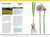 National Geographic Backyard Guide to Edible Wild Plants by Mimi Prunella Hernandez, Heather Wood Buzzard, 9781426223709