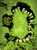 The Great Black Swamp (Toxic Algae, Toxic Relationships, and the Most Interesting Place in America that Nobody's Ever Heard Of) by Patrick Wensink, 9781540270108