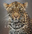 Remembering Leopards by Margot Raggett, Wildlife Photographers United, 9781999643379