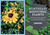 Northeast Medicinal Plants (Identify, Harvest, and Use 111 Wild Herbs for Health and Wellness) by Liz Neves, 9781604699135