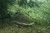 Amazon (A River's Journey From the Andes to the Atlantic) by Thomas Peschak, 9781426224454