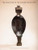 The Evolution of the Nasher Collection by Sarah Walker Schroth, 9780938989264